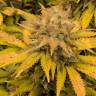 семена конопли в фирменной упаковке Aurora Indica regular Nirvana Seeds семена конопли в фирменной упаковке Aurora Indica regular Nirvana Seeds