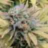 семена конопли интернет магазин Aurora Indica regular Nirvana Seeds семена конопли интернет магазин Aurora Indica regular Nirvana Seeds