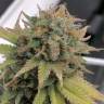 семена конопли f1 в оригинальной упаковке Aurora Indica regular Nirvana Seeds семена конопли f1 в оригинальной упаковке Aurora Indica regular Nirvana Seeds