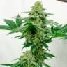 Качественные семена марихуаны Kerosene Krash feminised Ganja Seeds Качественные семена марихуаны Kerosene Krash feminised Ganja Seeds