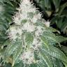 Skunk Amsterdam feminised Ganja Seeds Skunk Amsterdam feminised Ganja Seeds