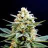 семена конопли Kritikal-K feminised Kannabia Seeds семена конопли Kritikal-K feminised Kannabia Seeds