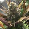 где заказать семена конопли Kritikal-K feminised Kannabia Seeds где заказать семена конопли Kritikal-K feminised Kannabia Seeds