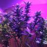 урожайные семена конопли Blue Mystic regular Nirvana Seeds урожайные семена конопли Blue Mystic regular Nirvana Seeds