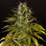 семена конопли медицинской Spicy CBD (Super Juani) feminised Philosopher Seeds семена конопли медицинской Spicy CBD (Super Juani) feminised Philosopher Seeds