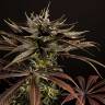 семена конопли элитных сортов Spicy CBD (Super Juani) feminised Philosopher Seeds семена конопли элитных сортов Spicy CBD (Super Juani) feminised Philosopher Seeds