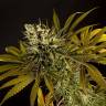 семена конопли в интернете Spicy CBD (Super Juani) feminised Philosopher Seeds семена конопли в интернете Spicy CBD (Super Juani) feminised Philosopher Seeds