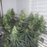 семена конопли для курения Grapefruit Diesel feminised семена конопли для курения Grapefruit Diesel feminised