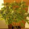 семена конопли марихуаны Somango regular Ganja Seeds семена конопли марихуаны Somango regular Ganja Seeds