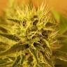 семена конопли элитных сортов Somango regular Ganja Seeds семена конопли элитных сортов Somango regular Ganja Seeds