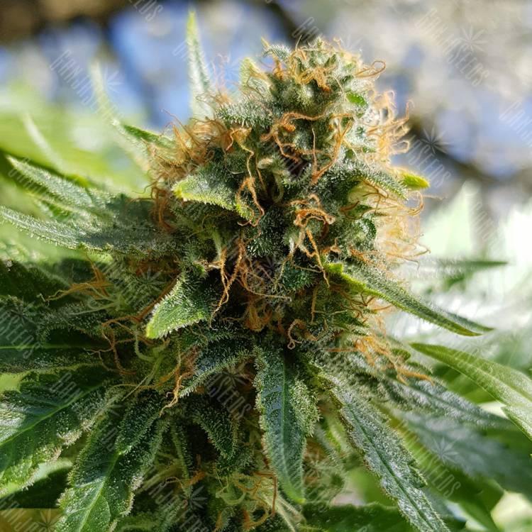 семена конопли аутдор Somango regular Ganja Seeds