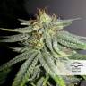 семена конопли с доставкой Durban Poison regular Dutch Passion Seeds семена конопли с доставкой Durban Poison regular Dutch Passion Seeds