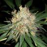 семена конопли Россия Bubblelicious regular Nirvana Seeds семена конопли Россия Bubblelicious regular Nirvana Seeds