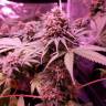 семена конопли недорого Bubblelicious regular Nirvana Seeds семена конопли недорого Bubblelicious regular Nirvana Seeds