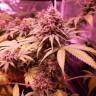 купить семена конопли Bubblelicious regular Nirvana Seeds купить семена конопли Bubblelicious regular Nirvana Seeds