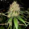 заказ семян конопли Москва Bubblelicious regular Nirvana Seeds заказ семян конопли Москва Bubblelicious regular Nirvana Seeds