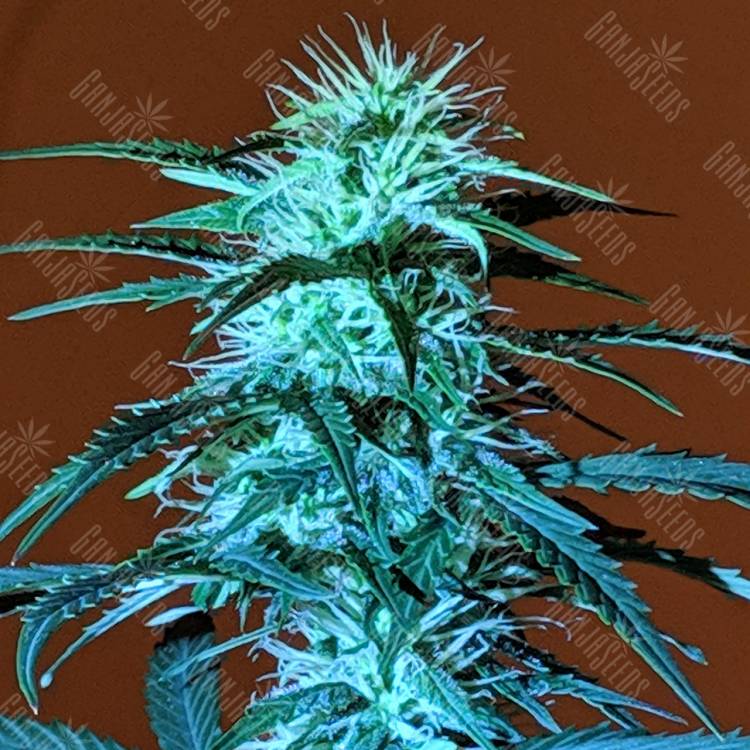 заказ семян конопли Auto Anesthesia regular