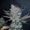 семена конопли скороспелый купить Auto Dark Devil regular семена конопли скороспелый купить Auto Dark Devil regular
