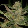 семена сортовой конопли Hindu Kush feminised семена сортовой конопли Hindu Kush feminised