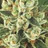 Blizzard feminised Seedmakers Seeds Blizzard feminised Seedmakers Seeds