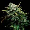 Blizzard feminised Seedmakers Seeds Blizzard feminised Seedmakers Seeds