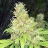 мощные семена конопли Baursaki feminsed Bang Seeds мощные семена конопли Baursaki feminsed Bang Seeds