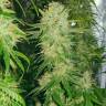 заказать на сайте семена конопли Haze 1 regular Nirvana Seeds заказать на сайте семена конопли Haze 1 regular Nirvana Seeds
