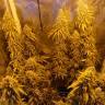 заказать качественные семена конопли Haze 1 regular Nirvana Seeds заказать качественные семена конопли Haze 1 regular Nirvana Seeds