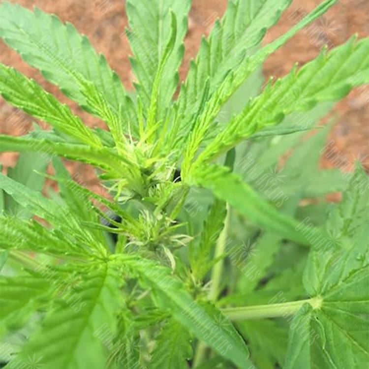 семена конопли автоцвет Auto Skunk feminised Strain Hunters Seeds