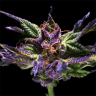 семена конопли с доставкой Purple OG feminised семена конопли с доставкой Purple OG feminised