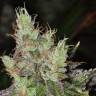 семена сортовой конопли Purple OG feminised семена сортовой конопли Purple OG feminised