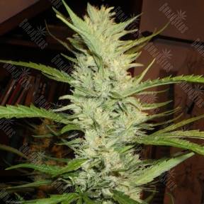 Super Lemon Haze regular Ganja Seeds