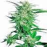 хорошие семена конопли Big Bud feminised хорошие семена конопли Big Bud feminised