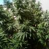 семена конопли Москва Ice regular Nirvana Seeds семена конопли Москва Ice regular Nirvana Seeds
