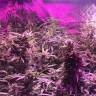 семена индийской конопли Auto Big Devil feminised Sweet Seeds