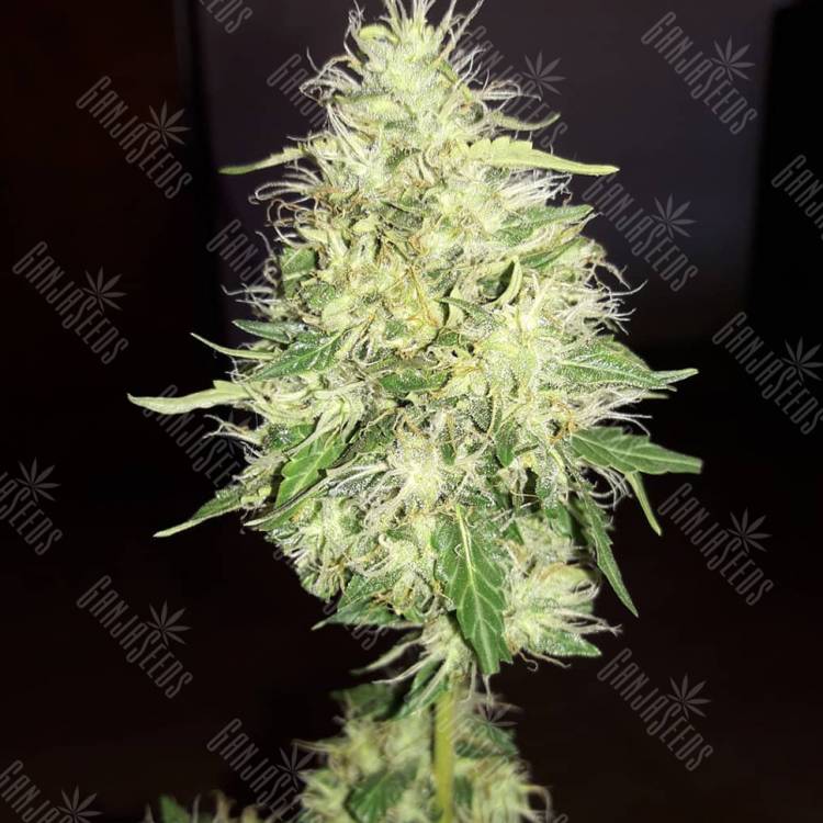 качественные семена конопли Amnesia Gold feminised