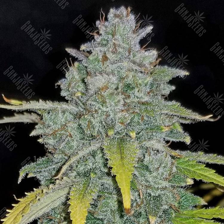 заказать семена конопли в рф Auto Blue Dream feminised