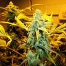 семена конопли феминизированные Burabay feminised Bang Seeds семена конопли феминизированные Burabay feminised Bang Seeds