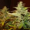 заказ семян конопли Burabay feminised Bang Seeds заказ семян конопли Burabay feminised Bang Seeds
