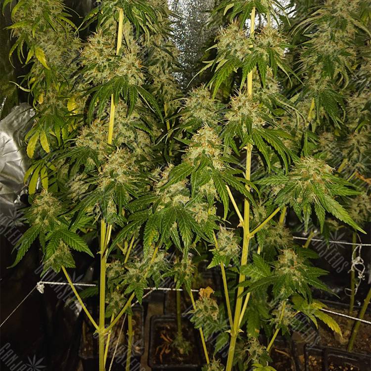 семена культурной конопли купить Indoor Mix regular Nirvana Seeds