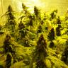 Недорогие семена Mohan Ram feminised Ganja Seeds Недорогие семена Mohan Ram feminised Ganja Seeds