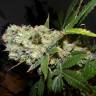 заказ семян конопли Спб Auto Sweet Mango regular заказ семян конопли Спб Auto Sweet Mango regular