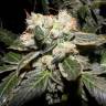 семена конопли медицинской Auto Sweet Mango regular семена конопли медицинской Auto Sweet Mango regular