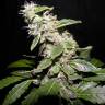 семена конопли аутдор Auto Sweet Mango regular семена конопли аутдор Auto Sweet Mango regular