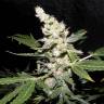 семена конопли в интернете Auto Sweet Mango regular семена конопли в интернете Auto Sweet Mango regular
