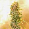 семена конопли почтой Auto Chronic Ryder feminised семена конопли почтой Auto Chronic Ryder feminised