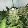семена конопли в фирменной упаковке Top Afghani regular Ganja Seeds семена конопли в фирменной упаковке Top Afghani regular Ganja Seeds