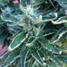 семена конопли Москва Jock Horror regular Nirvana Seeds семена конопли Москва Jock Horror regular Nirvana Seeds