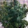 семена культурной конопли купить Jock Horror regular Nirvana Seeds семена культурной конопли купить Jock Horror regular Nirvana Seeds