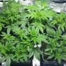 семена конопли Спб Jock Horror regular Nirvana Seeds семена конопли Спб Jock Horror regular Nirvana Seeds